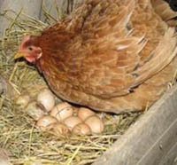куры склевывают яйца что делать