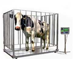 весы для взвешивания скота