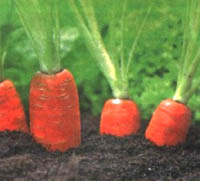 как сохранить морковь на зиму в земле