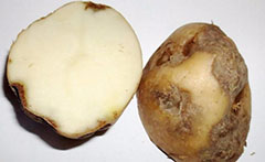 как спасти подмерзший картофель