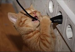 что делать если кошка грызет провода