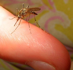 первая помощь при укусах насекомых