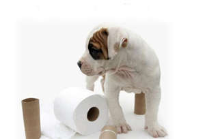 как приучить щенка к туалету дома