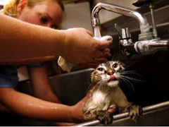 как мыть кошку