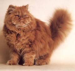 как ухаживать за персидской кошкой