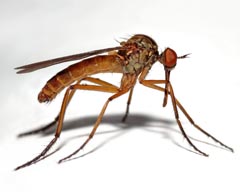 способы борьбы с комарами
