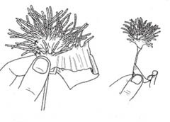 как сделать цветок из гофрированной бумаги