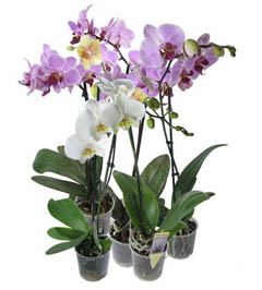 орхидея фаленопсис уход