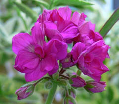 цветок пеларгония