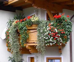 какие цветы лучше выращивать на балконе