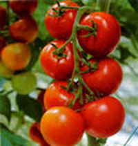 выращивание рассады помидор
