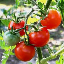технология выращивания томатов